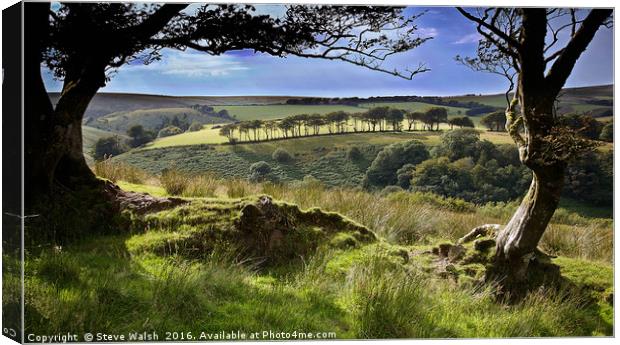 Exmoor tree view Canvas Print by Steve Walsh