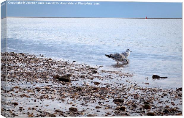  seagulls in the morning light Canvas Print by Valerian Ardelean