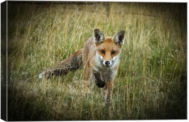  curious fox Canvas Print by tony rawson