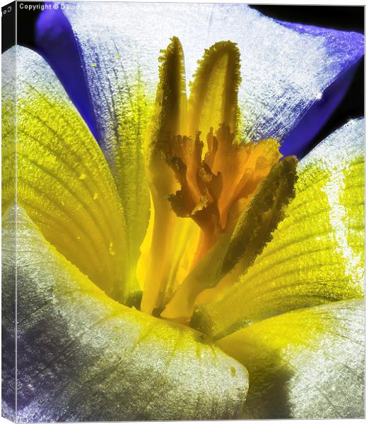  Spring crocus Canvas Print by David Irving