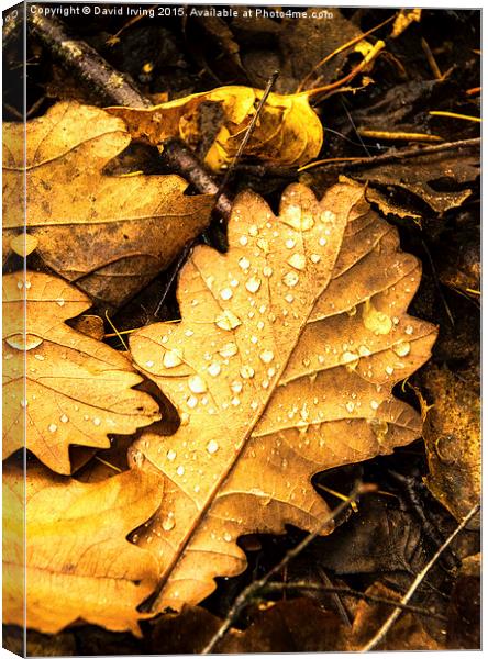  Oak leaf on forest floor Canvas Print by David Irving