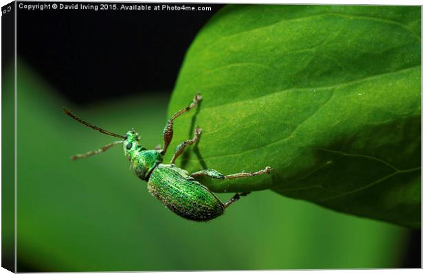  Small emerald beetle Canvas Print by David Irving