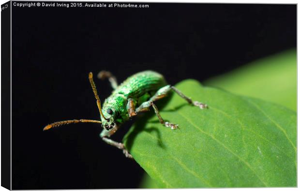  Close up of unidentified small emerald beetle Canvas Print by David Irving