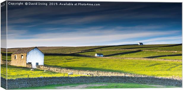 Dry Stone Walls Canvas Print by David Irving