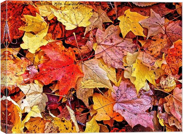 Autumn leaf color Canvas Print by Alan Glicksman