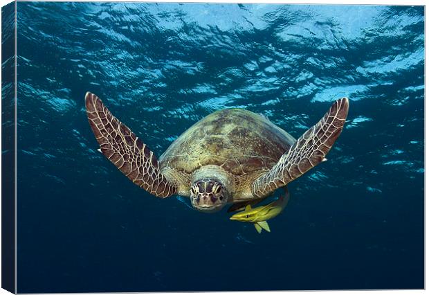  Green Turtle swimming in Red Sea Canvas Print by Richard O'Meara