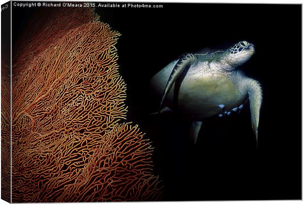  Turtle swimming behing fan coral Canvas Print by Richard O'Meara