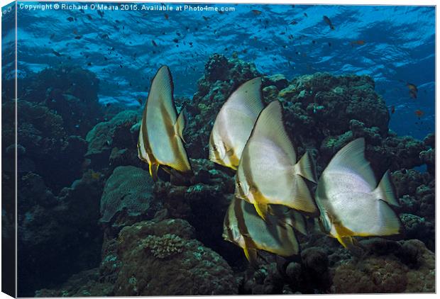 Longfin Batfish on Coral reef  Canvas Print by Richard O'Meara