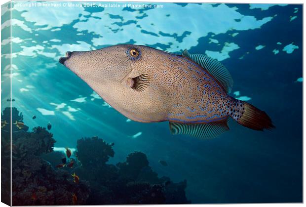 Scrawled filefish swimming over coral reef Canvas Print by Richard O'Meara