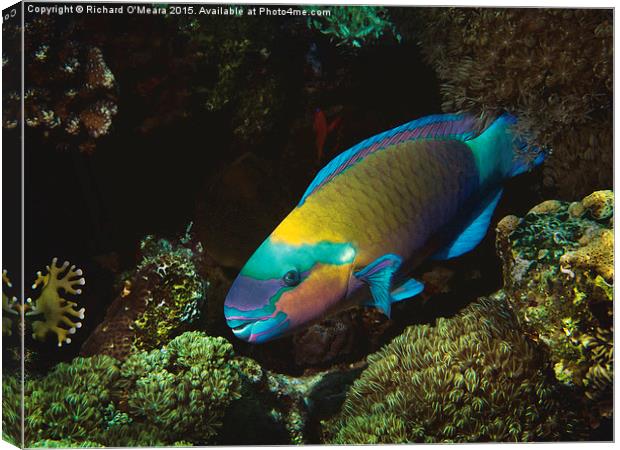 rusty parrotfish, Red Sea, Egypt Canvas Print by Richard O'Meara