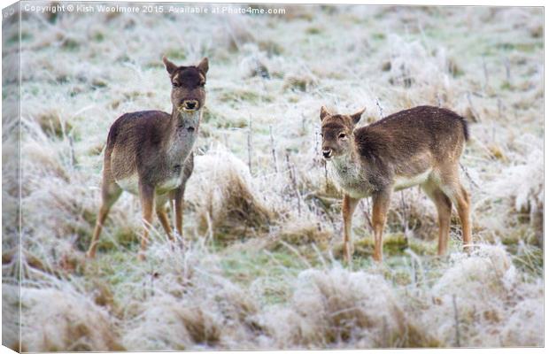  baby deer, first frost Canvas Print by Kish Woolmore