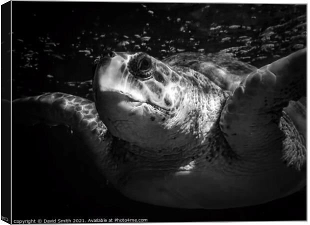 Giant Turtle Canvas Print by David Smith