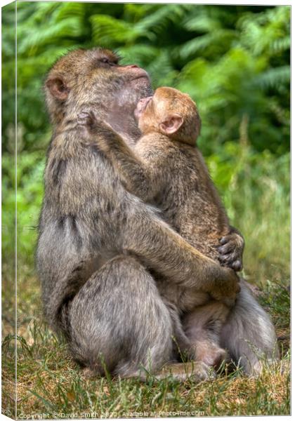 A monkey sitting on the grass Canvas Print by David Smith
