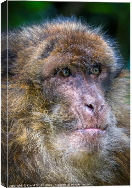 A close up of a monkey Canvas Print by David Smith