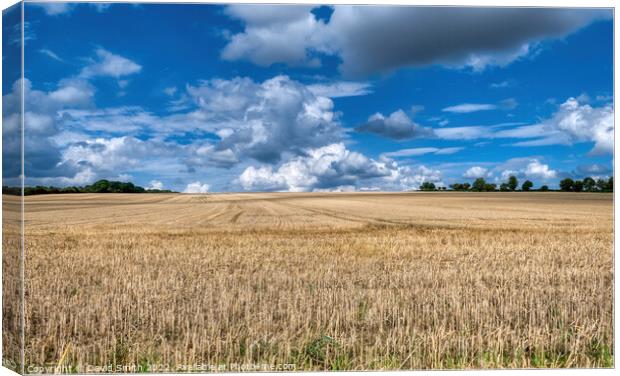 harvested field Canvas Print by David Smith
