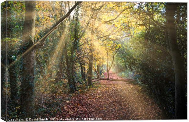 Autumn In The Woods Canvas Print by David Smith