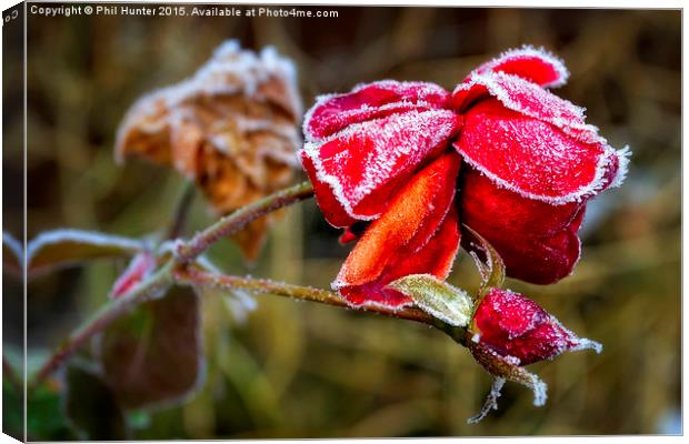  Frozen Rose Canvas Print by Phil Hunter