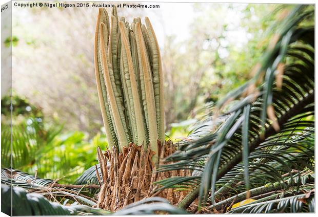  New life in the rainforest Canvas Print by Nigel Higson