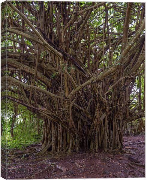  Banyan tree in the Hawaiian Rainforest Canvas Print by Nigel Higson