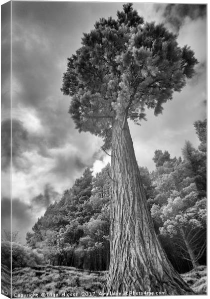 A majestic pine tower Canvas Print by Nigel Higson