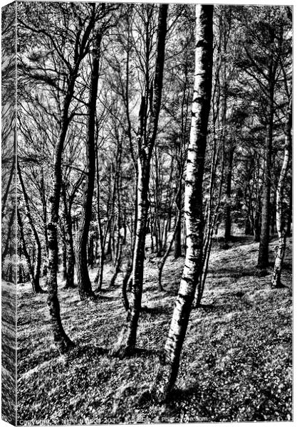 Birch forest in high contrast Canvas Print by Nigel Higson