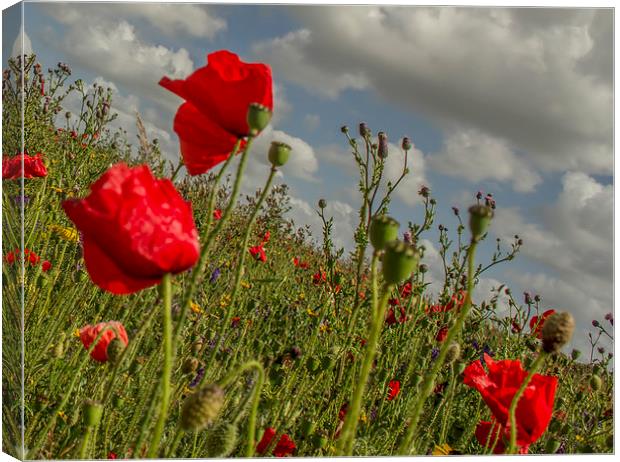 Pentire Poppy Canvas Print by andy toby