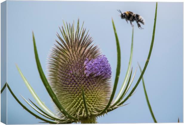 Busy as a Bee Canvas Print by Stephen Ward