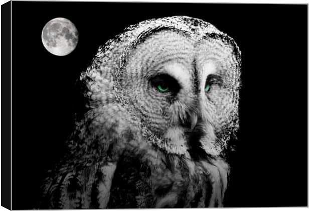 Night Owl Canvas Print by Stephen Ward