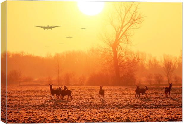 Buzzing the Deer Canvas Print by Stephen Ward