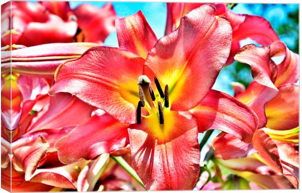  a pink lily flower Canvas Print by pristine_ images