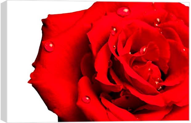 Lovely Red Rose with water Canvas Print by pristine_ images