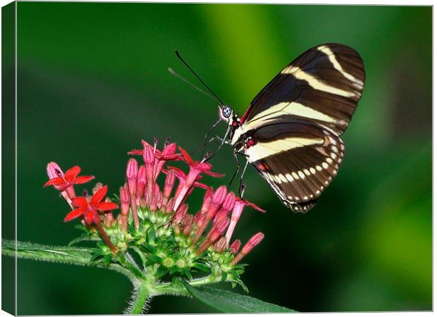 Zebra butterfly Canvas Print by pristine_ images