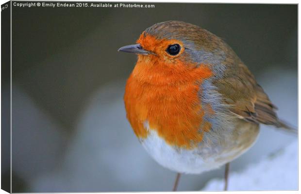  Winter Robin Canvas Print by Emily Endean