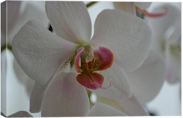  white orchid Canvas Print by CHRIS GIBLIN