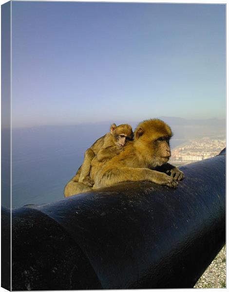 The Cannon on the Rock of Gibraltar - with macaque Canvas Print by gill watson