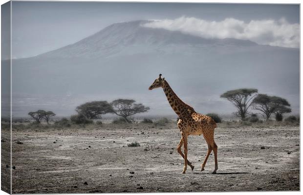  Giraffe and Volcano Canvas Print by Broadland Photography