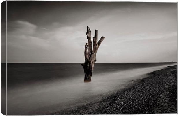  Tree in the Sea Canvas Print by Broadland Photography
