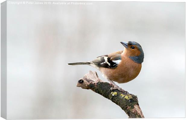  Male Chaffinch Canvas Print by Peter Jones