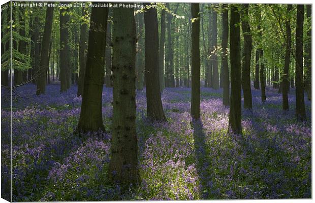  Beech trees and bluebells at dawn. Canvas Print by Peter Jones