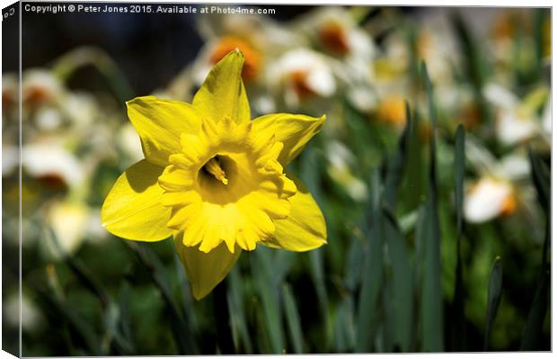  Single Yellow Daffodil Canvas Print by Peter Jones