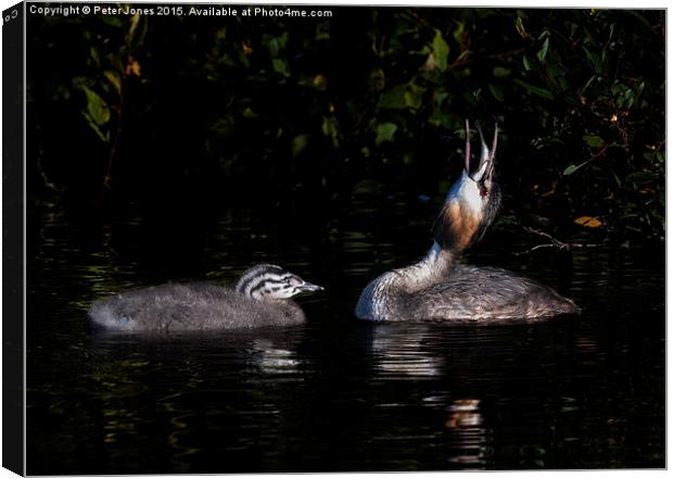  Great Crested Grebe and chick Canvas Print by Peter Jones