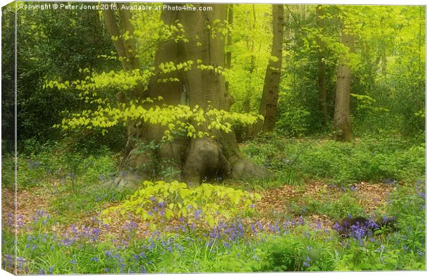 Soft Spring Colours in a woodland setting.  Canvas Print by Peter Jones