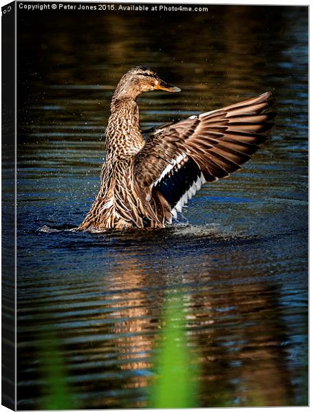  Female Mallard Flap Canvas Print by Peter Jones