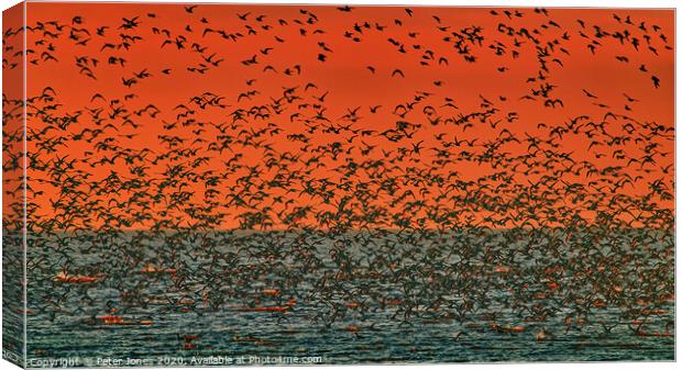 A murmuration of Knot Canvas Print by Peter Jones