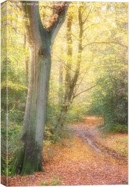 Autumnal Path Canvas Print by Peter Jones