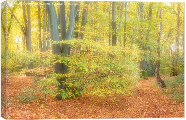 Early Autumn in Long Grove Woods Canvas Print by Peter Jones