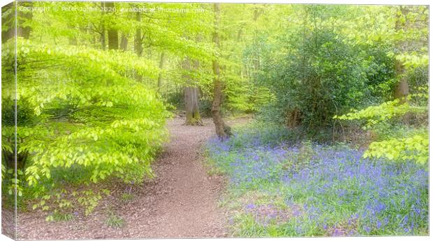 Spring Colours and bluebells in a woodland setting.  Canvas Print by Peter Jones
