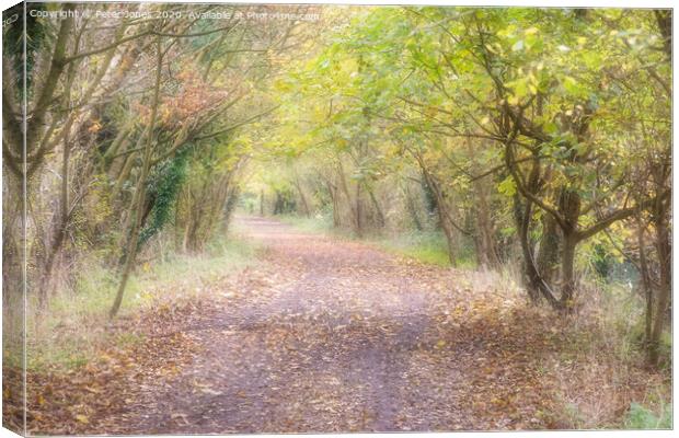Autumn pathway. Canvas Print by Peter Jones