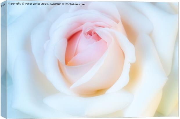 Single rose Canvas Print by Peter Jones