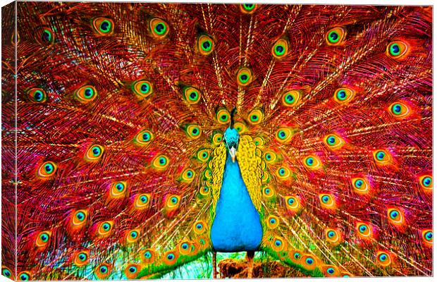 Digital painting of a beautiful peacock displaying Canvas Print by ken biggs